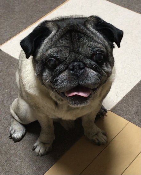 １１歳のリキが舌を出してお座りしているの写真