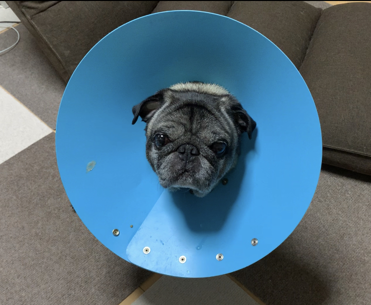 ネッカーつけたリキ